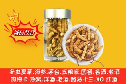毕节市黔西名酒回收散虫草.jpg